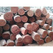 Popular Types of Wood and Their Uses